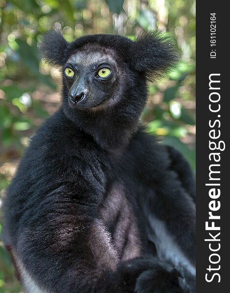 Beautiful image of the Indri lemur - Indri Indri. In wild nature.