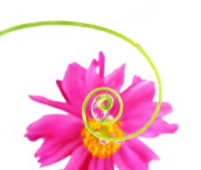 Spiral And Flowers Mirroring Inside Water Drops Stock Photos Spiral And Flowers Mirroring Inside Water Drops Stock Photos