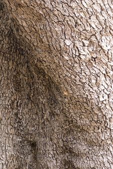 Detail Of Olive Tree Royalty Free Stock Images Detail Of Olive Tree Royalty Free Stock Images