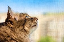 Cat Looking Into The Distance Stock Images