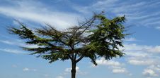 Lone Pine Tree With A Broad Crown Royalty Free Stock Image