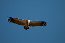 Vulture Circling Overhead Royalty Free Stock Photos Vulture Circling Overhead Royalty Free Stock Photos