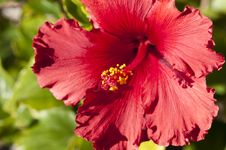 Close Up Of Bright Red Hibiscus Royalty Free Stock Images