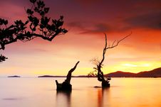 Twilight And Silhouettes Tree Royalty Free Stock Image Twilight And Silhouettes Tree Royalty Free Stock Image