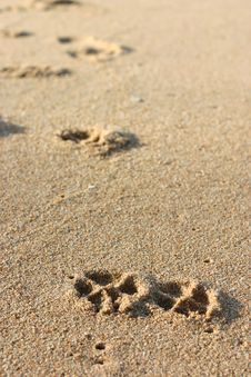 Dog Footprints On The Sand Stock Photos