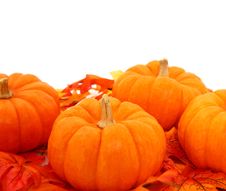 Gourds In Leaves Royalty Free Stock Photography Gourds In Leaves Royalty Free Stock Photography