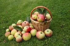 Apples Stock Photo Apples Stock Photo