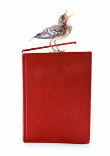 Nestling Of Bird (wagtail) On Book Stock Image