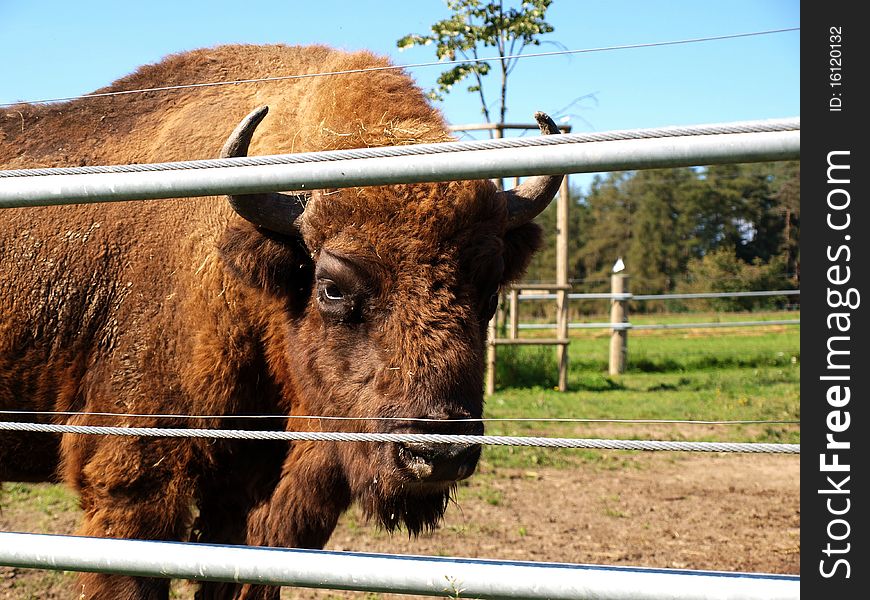 Picture of bison in zoos