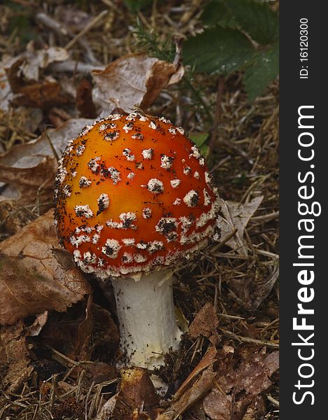 Vertical small fly agaric mushroom. Vertical small fly agaric mushroom