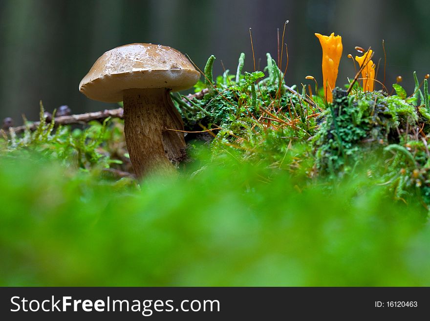 Fresh mushrooms in the forest summer walk