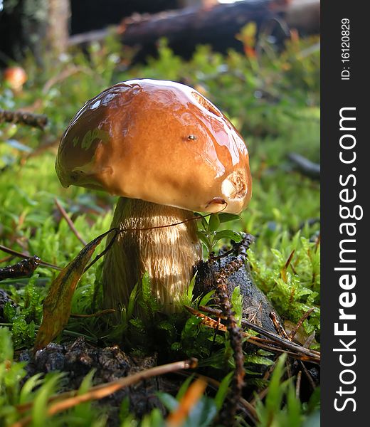 Mushroom in the forest after a rain