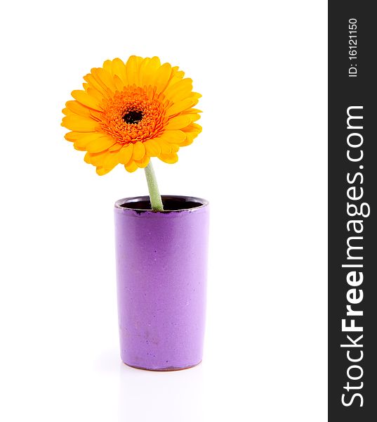 A single orange gerbera in a purple little vase isolated over white