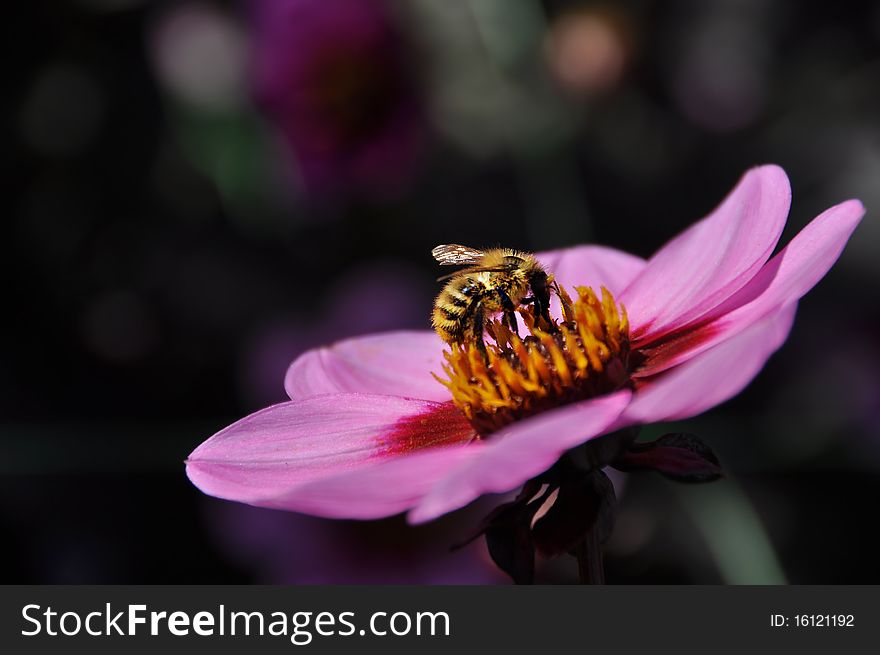 Bee collecting pollen from a wonderful pink flower. Bee collecting pollen from a wonderful pink flower.