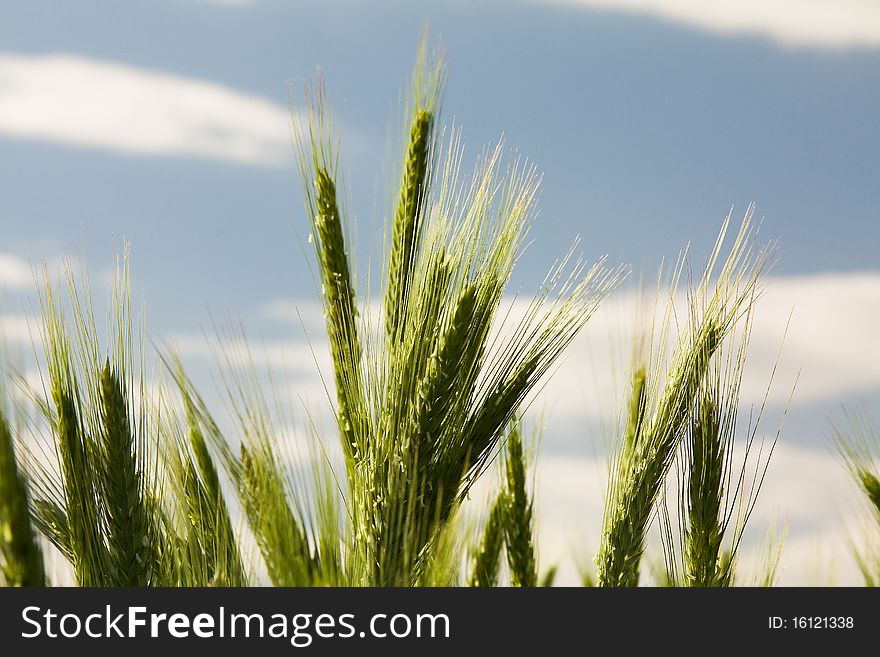 Green ears of unripe wheat against the sky (agriculture)