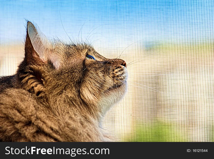 Cat looking into the distance.