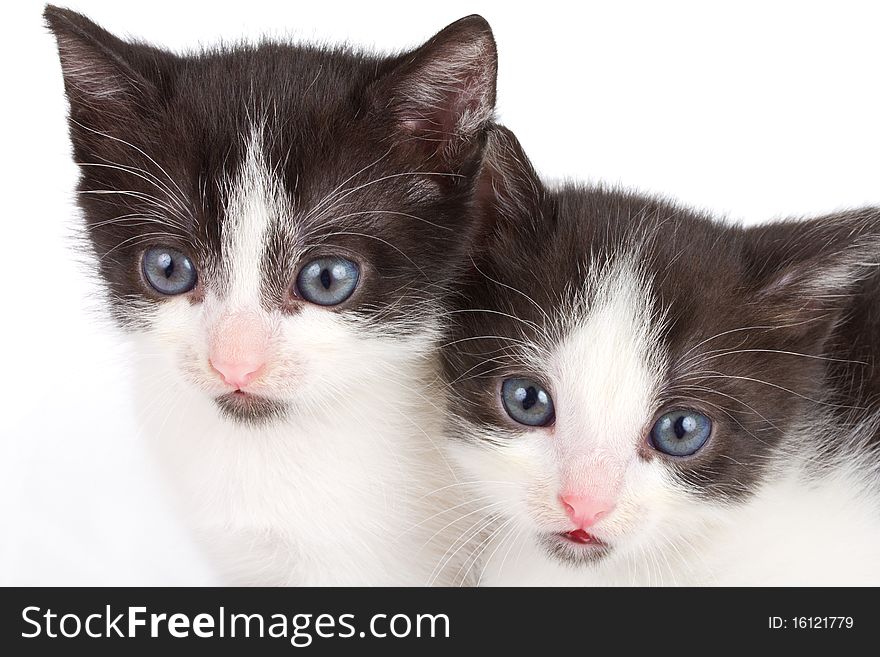 Close-up black and white kittens