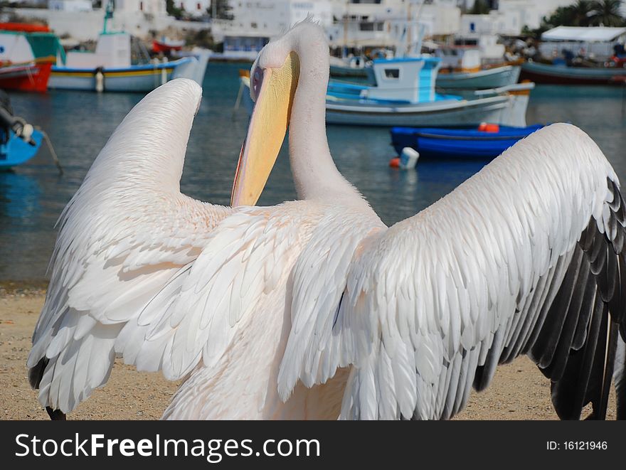 Pelican standing on the port of Mykonos, Greece. Pelican standing on the port of Mykonos, Greece