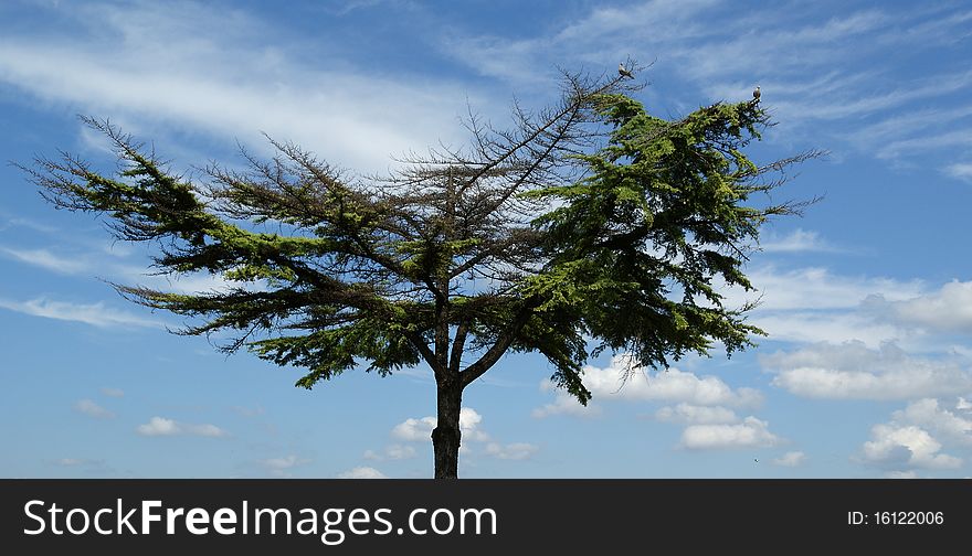 Lone pine tree with a broad crown on a background of blue sky