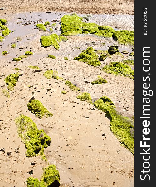 Moss on the rocks, Santander Beach