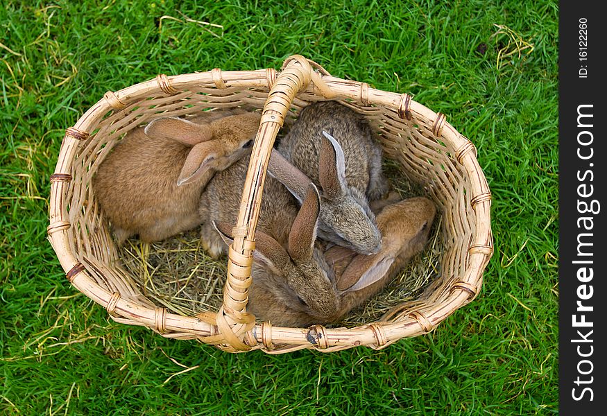 Four bunnies in basket on green grass background