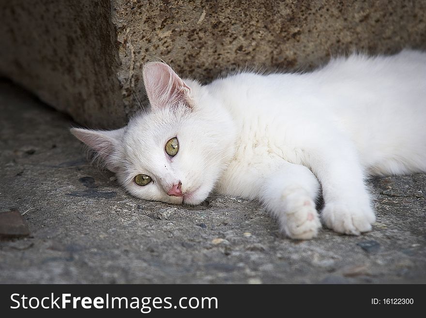Cute little white cat laying and resting. Cute little white cat laying and resting