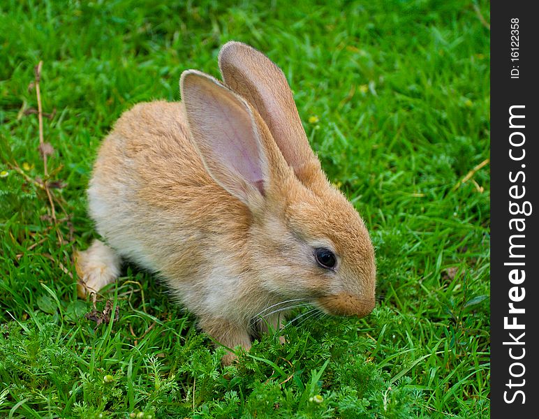 Little brown bunny on green grass. Little brown bunny on green grass