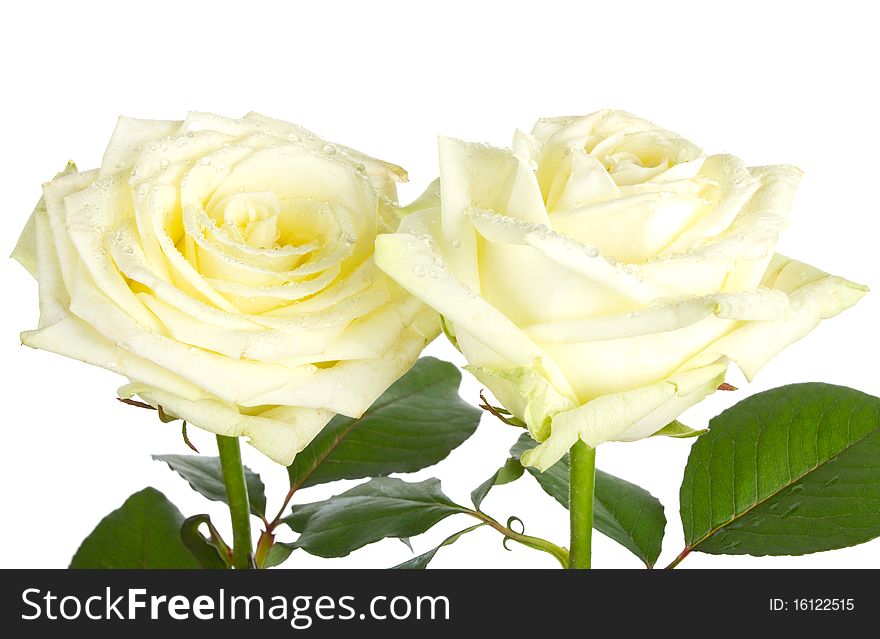 Close-up beautiful white roses, isolated on white