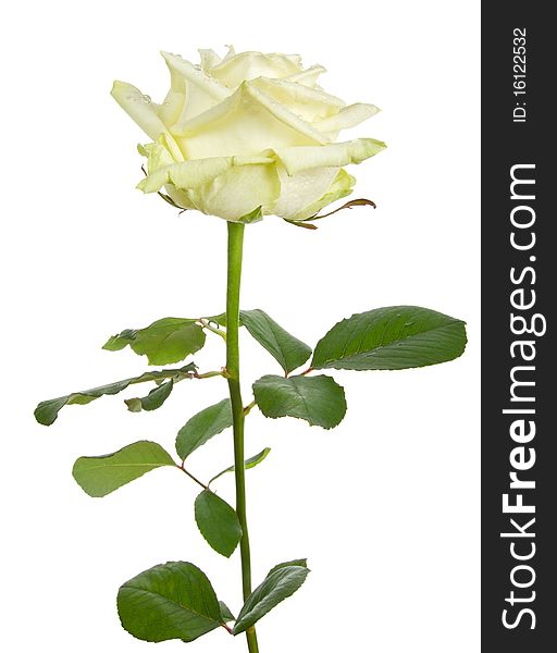 Close-up beautiful white rose, isolated on white