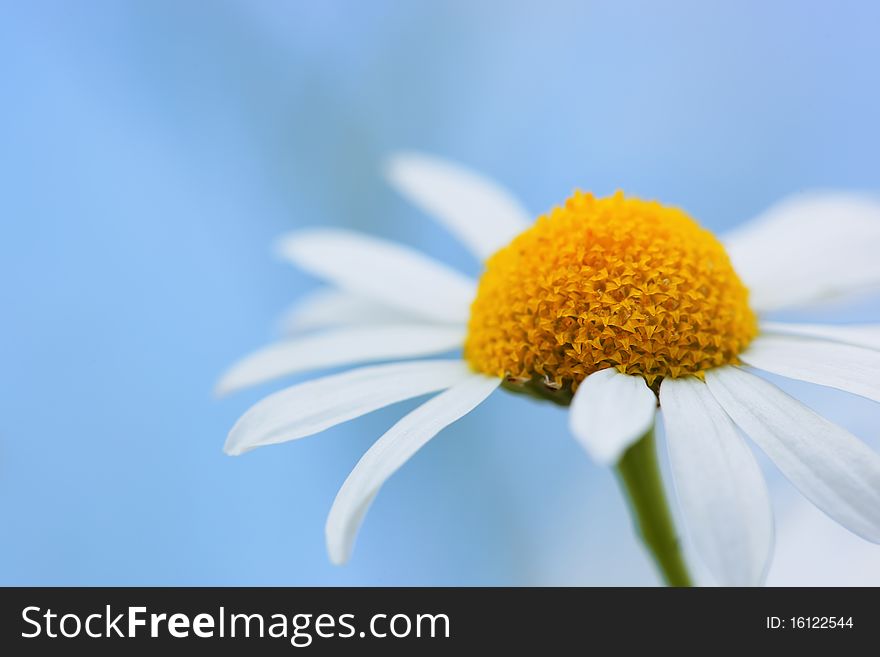 Field chamomile flower, summer leisure. Field chamomile flower, summer leisure