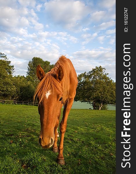 Bowing horse on a farm