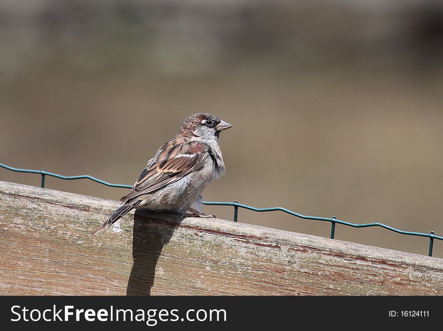 Sparrow on a wooden barrier in observation