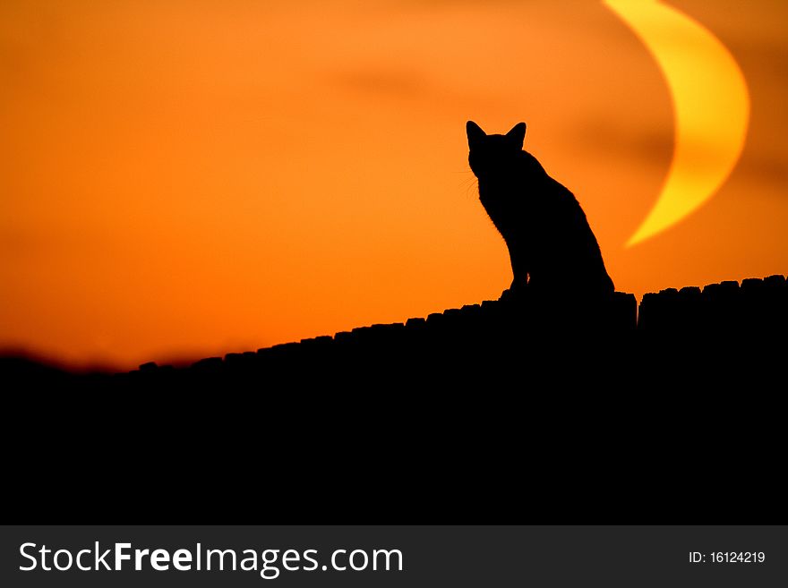 A cat on the prowl with an oversized moon in the background. A cat on the prowl with an oversized moon in the background.