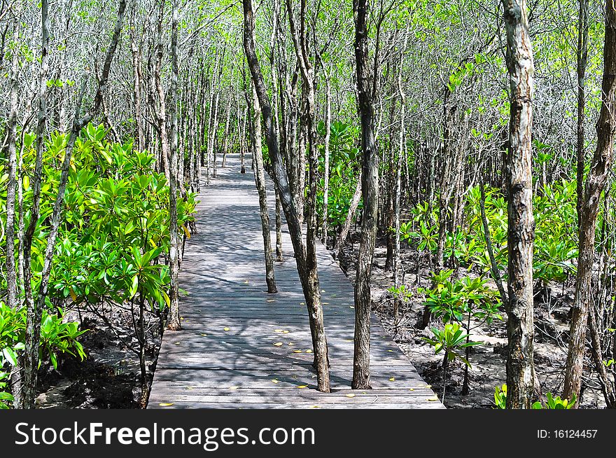 Mangrove forest Boardwalk in thailand