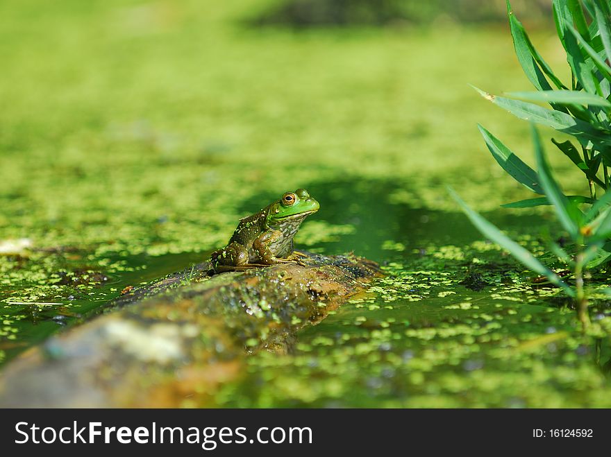 An aquatic green frog sits alone on a log with duck weed in a Missouri bog. An aquatic green frog sits alone on a log with duck weed in a Missouri bog.