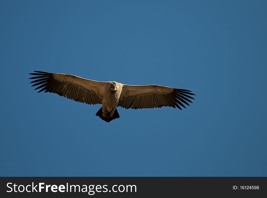 A beautiful Cape Vulture soaring against a clear blue sky. A beautiful Cape Vulture soaring against a clear blue sky.