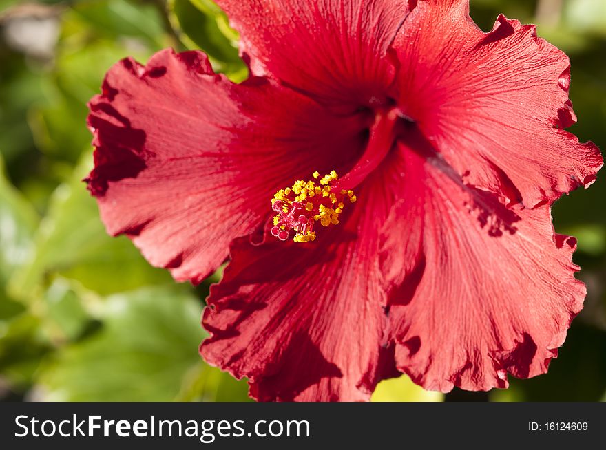 A close up macro shot of a fully open Hibiscus flower showing fine detail of this stunning flower. A close up macro shot of a fully open Hibiscus flower showing fine detail of this stunning flower.