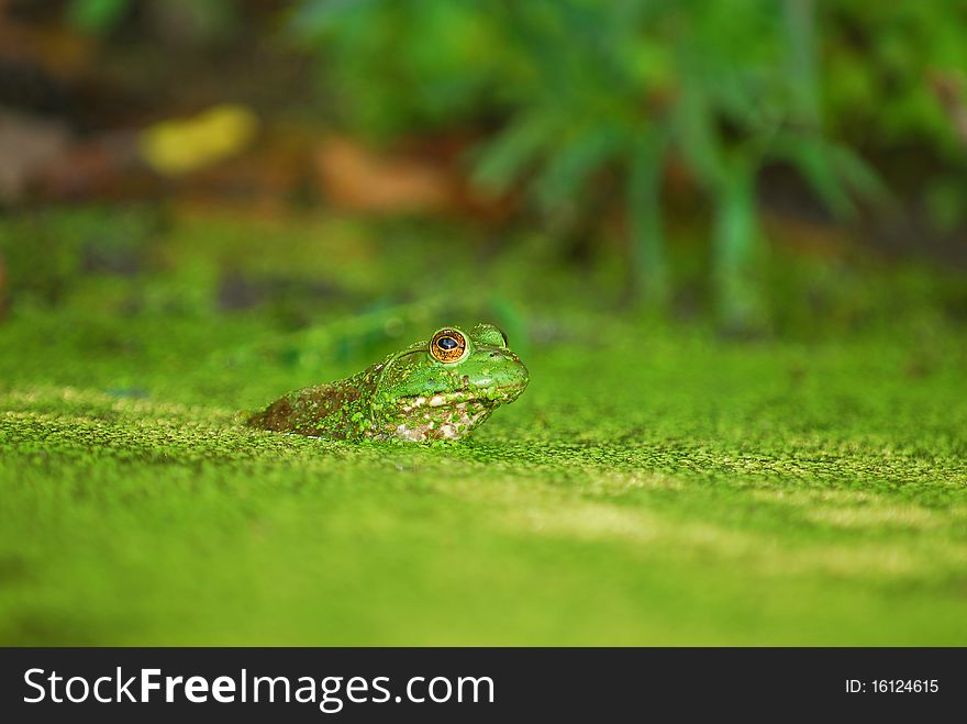 A green frog sits quietly hidden in a bog covered in duck weed. A green frog sits quietly hidden in a bog covered in duck weed.