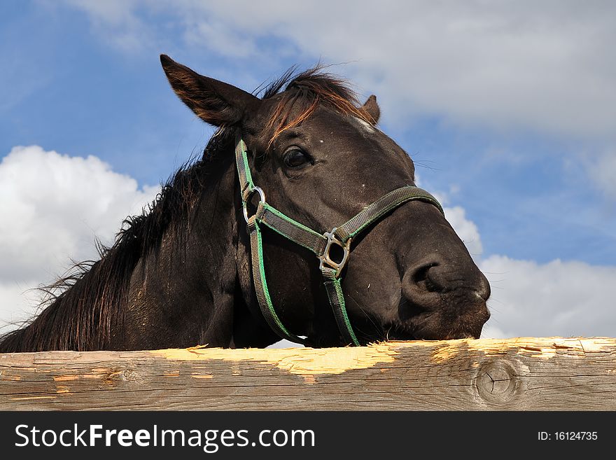 Purebred Horse Against Sky