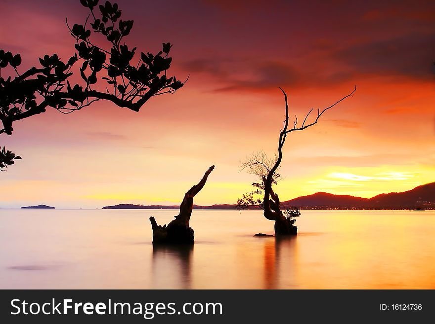 Twilight and silhouettes tree phuket