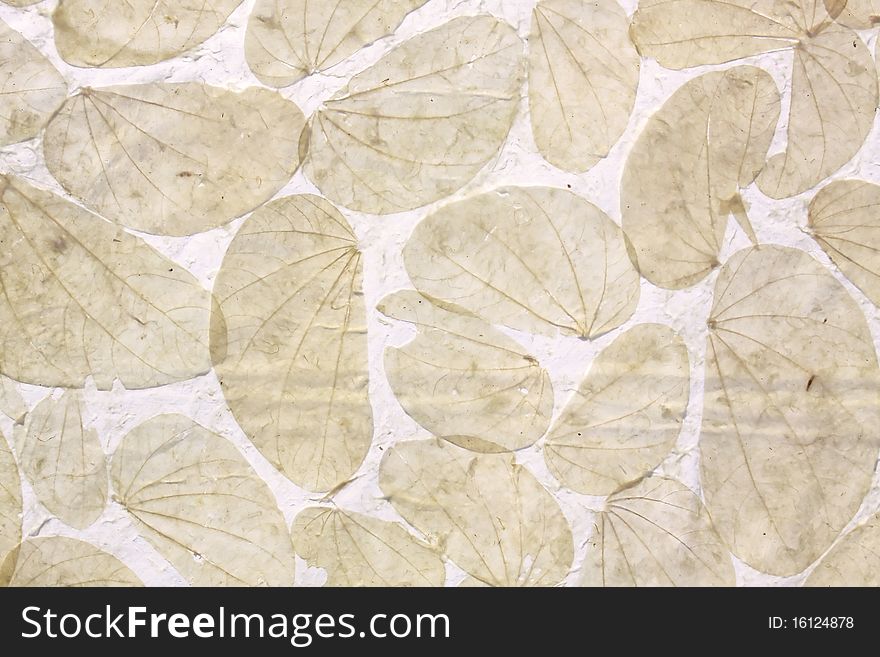 Dry leaves on paper white background