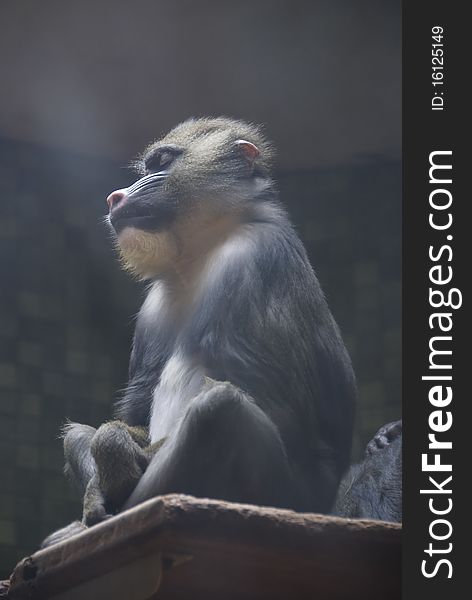 Baboon sitting in the pose of a meditating monk. His eyes are closed. On the face falls a ray of sunshine. Calm. Zen.