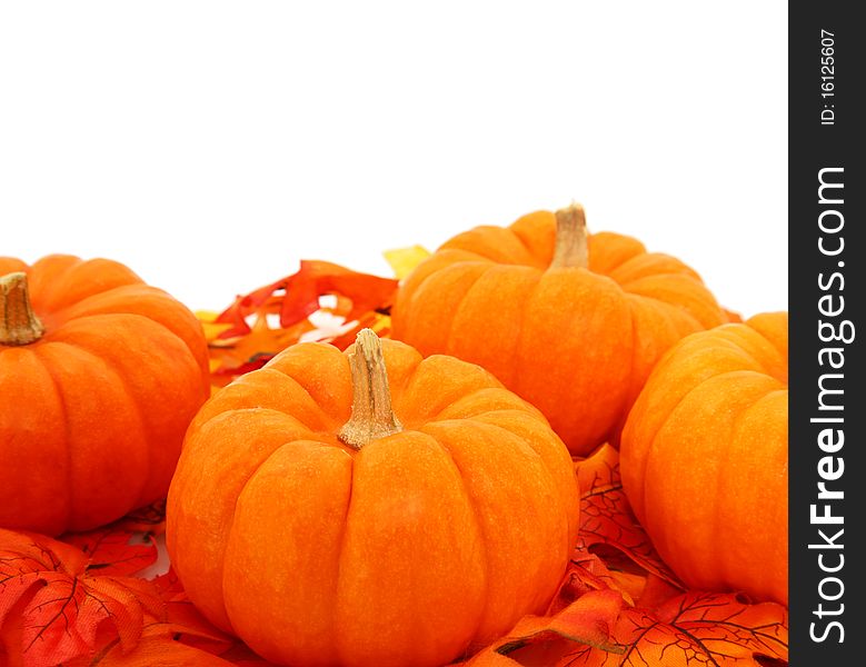 Orange Gourds Sitting In Leaves. Orange Gourds Sitting In Leaves