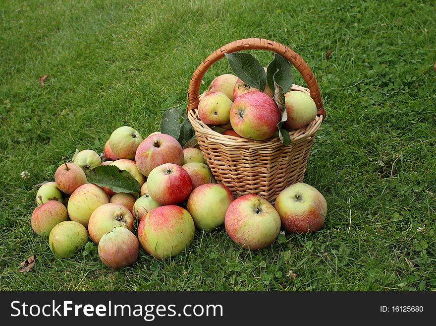 Basket with apples on grass