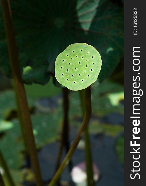 Water lily pod in garden. Water lily pod in garden