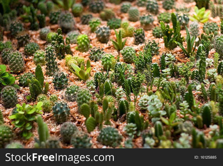 Small Decorative Cactuses in Pots