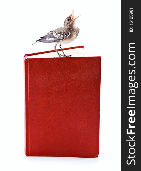 Nestling of bird (wagtail) on book