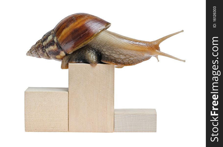 Snail on podium