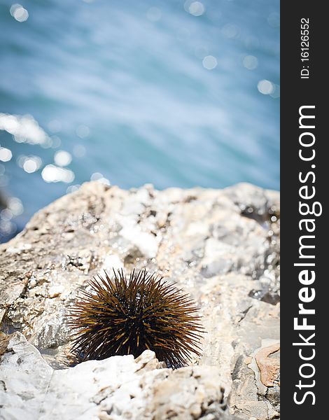 Live sea urchin on the rocks. Mediterranean Sea, Liguria Italy