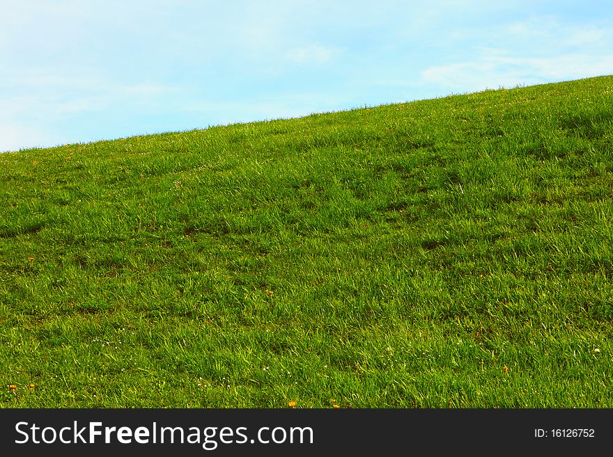 Beautiful green meadow on a clear summer day - plenty of copy space